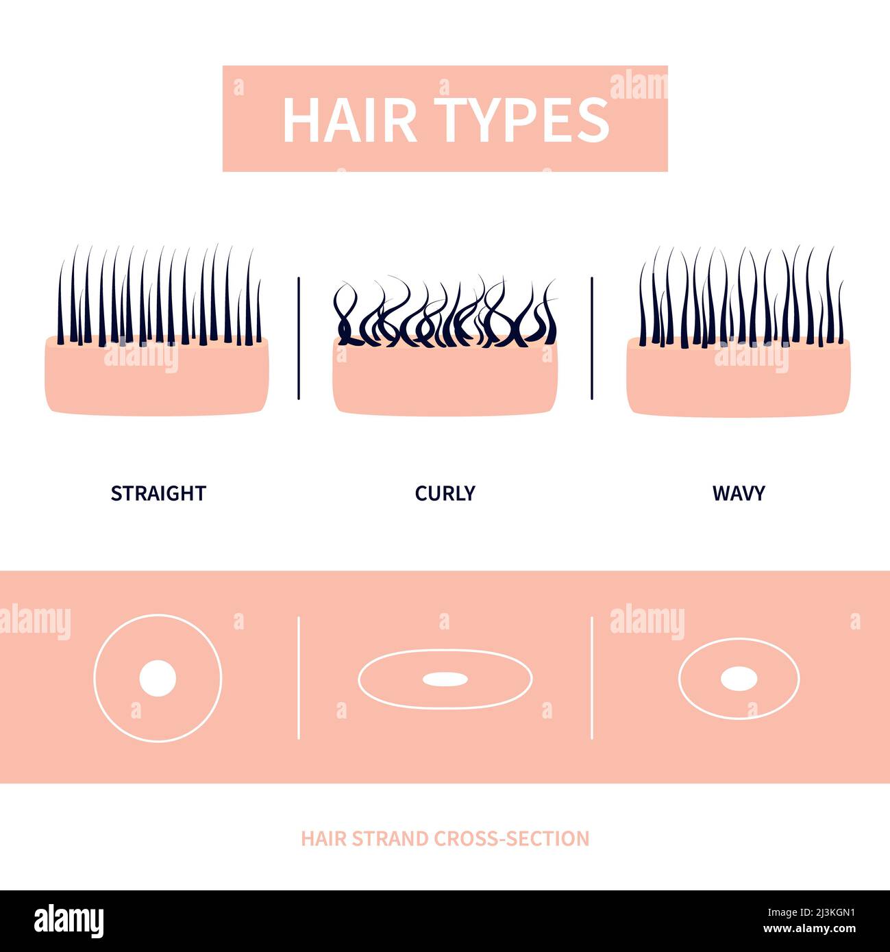 Haartypen, konzeptuelle Illustration Stockfoto