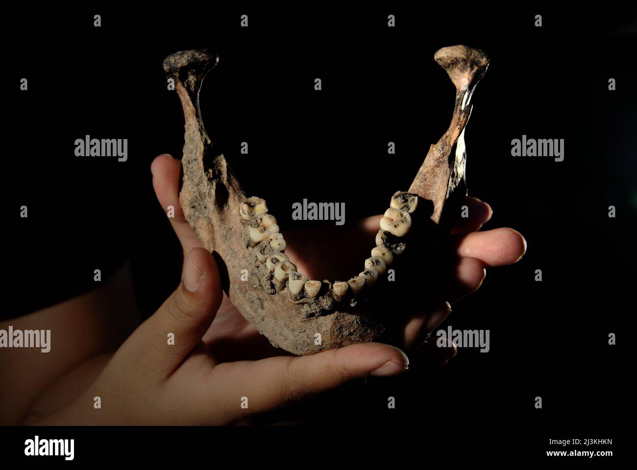 Zahnbogen des prähistorischen Menschen, der in Batujaya, Karawang, West-Java, Indonesien entdeckt wurde. Fotografiert bei der Nationalen Archäologieforschung Indonesiens in Jakarta, Indonesien. Stockfoto