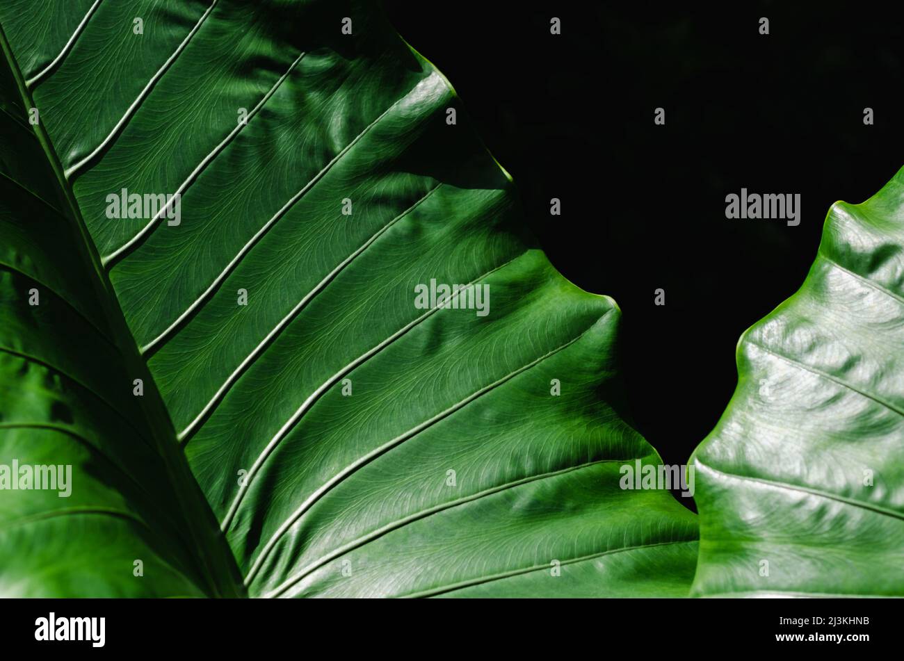 Grüne riesige Taroblätter für Hintergrund und Textur. Stockfoto