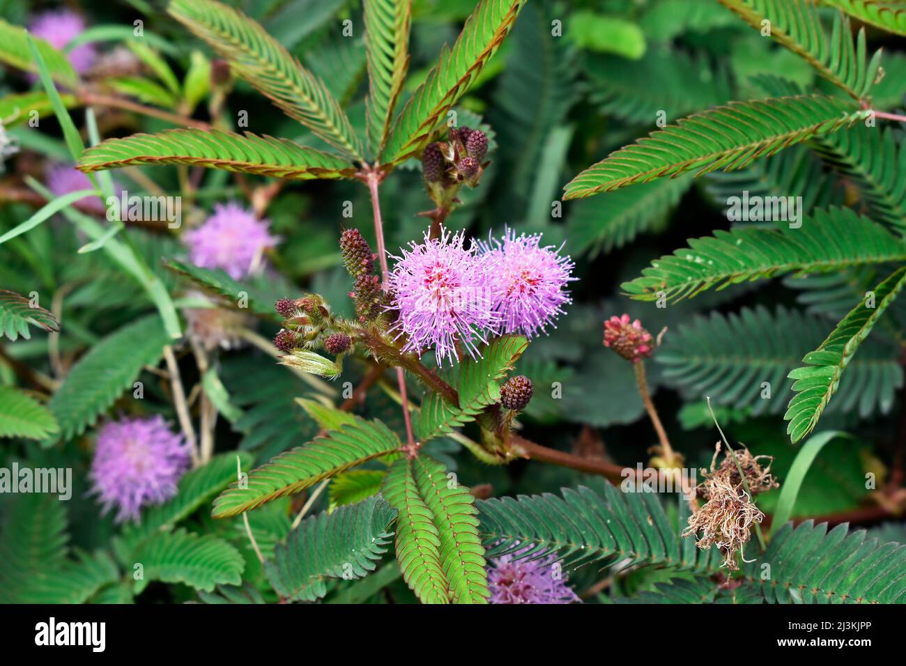 Empfindliche Pflanzen- oder verschlappte Pflanzenblüten (Mimosa pudica) Stockfoto