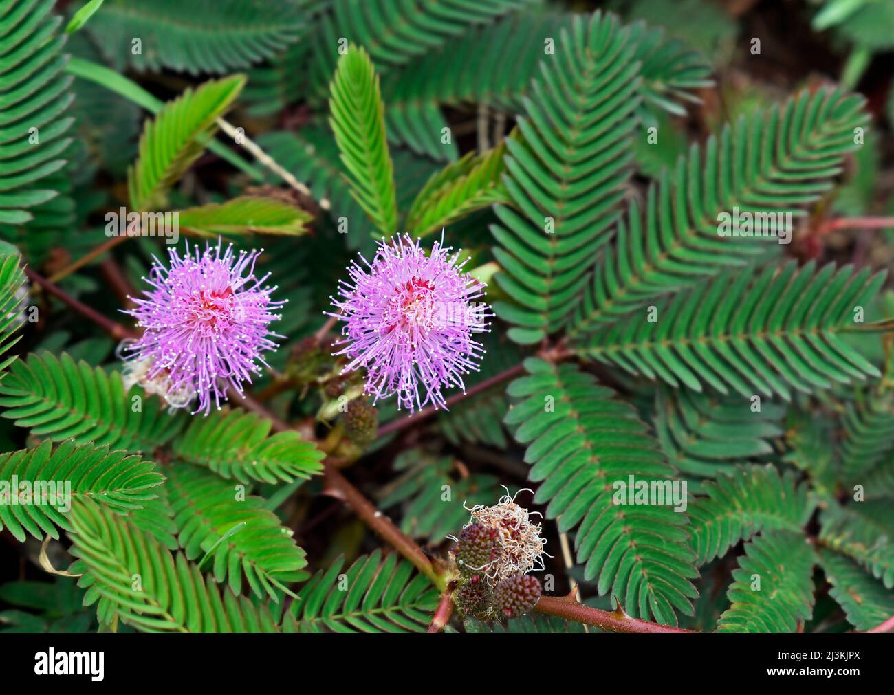 Empfindliche Pflanzen- oder verschlappte Pflanzenblüten (Mimosa pudica) Stockfoto