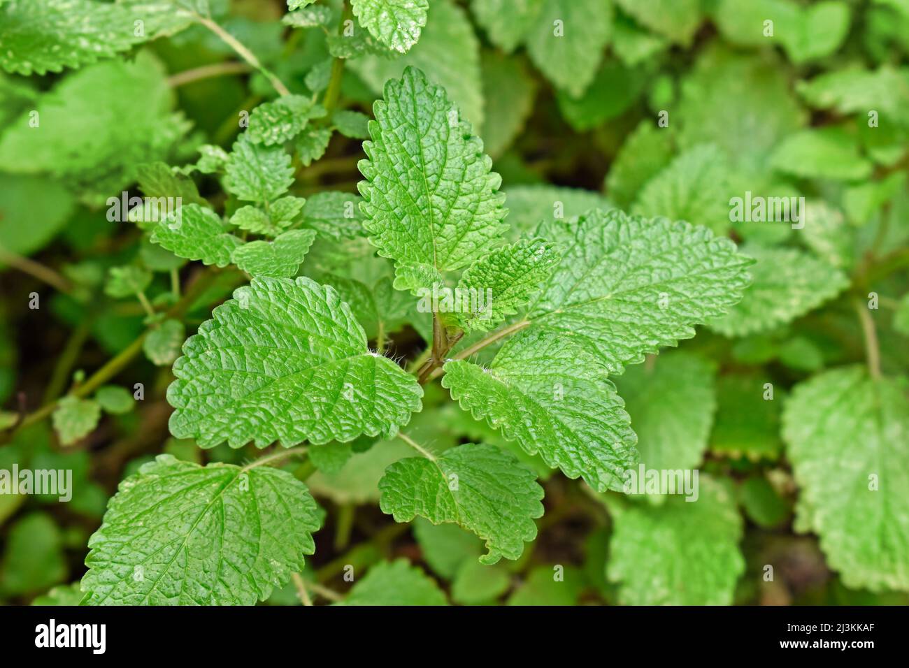 Zitronenmelisse, Melisse oder Minze (Melissa officinalis) im Garten Stockfoto
