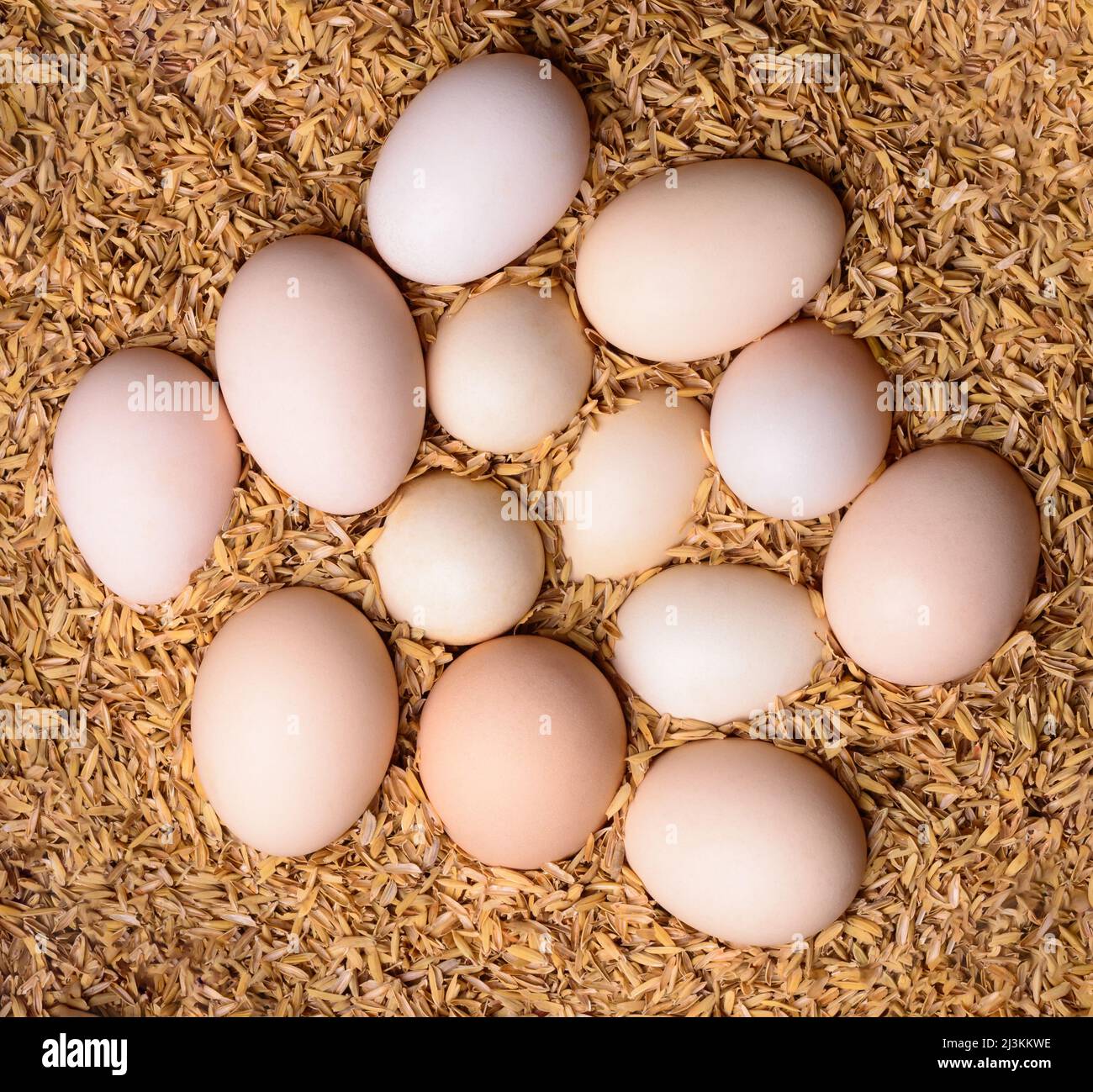 Fruchtbare Hühnereier auf Reisbrüstensamen-Schale, um Eier warm zu halten, bis sie von einer Henne natürlich auf dem Land geschlüpft sind, von oben genommen Stockfoto