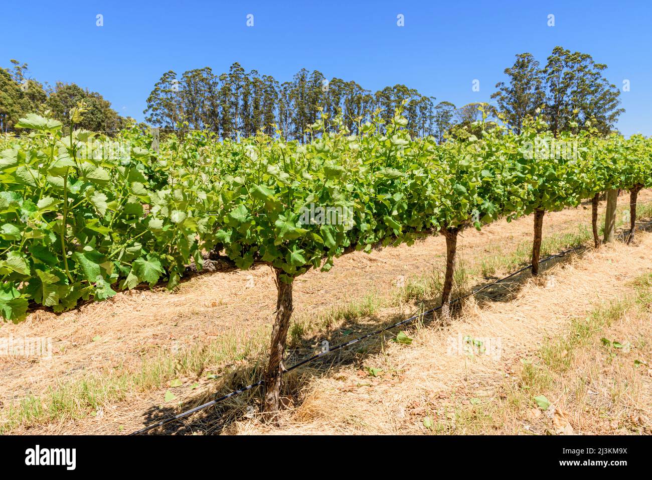 Reihen von Weinreben auf dem Langton Weingut von West Cape Howe Winery, Mount Barker, Western Australia, Australien Stockfoto