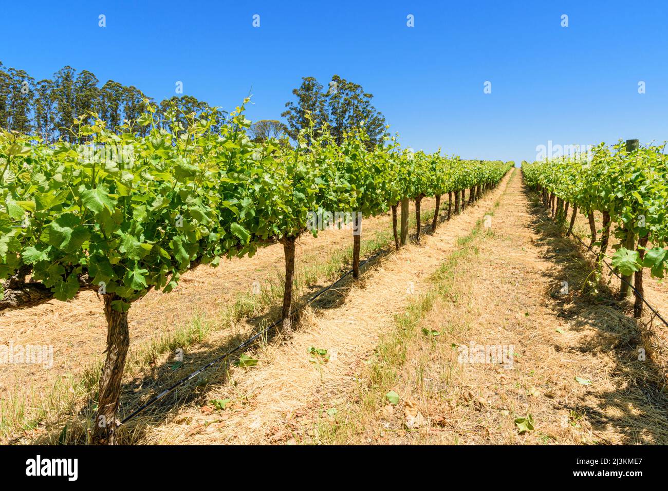 Reihen von Weinreben auf dem Langton Weingut von West Cape Howe Wines, Mount Barker, Western Australia, Australien Stockfoto
