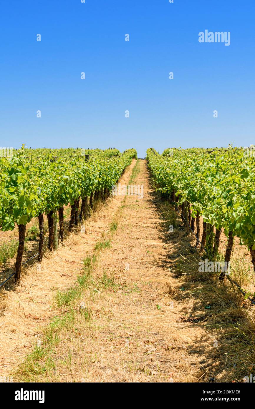 Reihen von Weinreben auf dem Langton Weingut von West Cape Howe Wines, Mount Barker, Western Australia, Australien Stockfoto