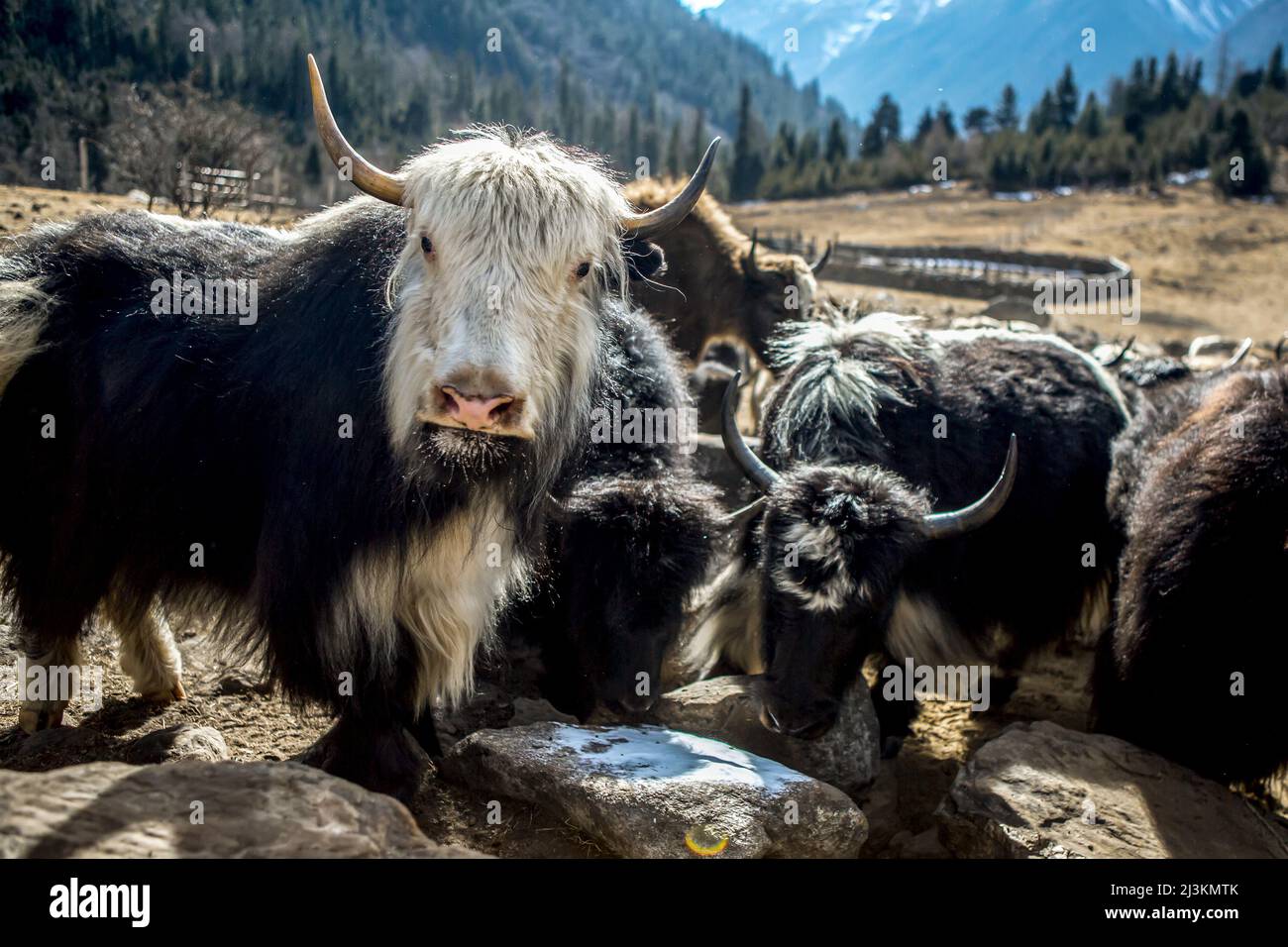 Yaks essen Salz in einem abgelegenen Teil Chinas. Stockfoto