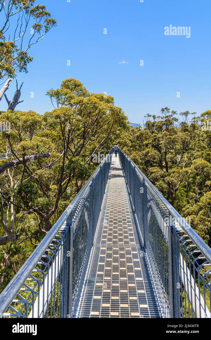 Menschen, die auf dem Valley of the Giants Tree Top Walk durch den Red Tingle Forest, Tingledale, Westaustralien, zwischen den Baumkronen wandern Stockfoto