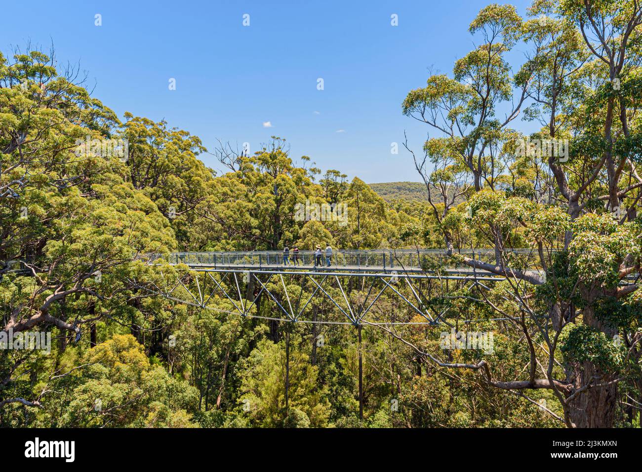 Touristen, die auf dem Valley of the Giants Tree Top Walk durch den Red Tingle Forest, Tingledale, Westaustralien, zwischen den Baumkronen spazieren Stockfoto