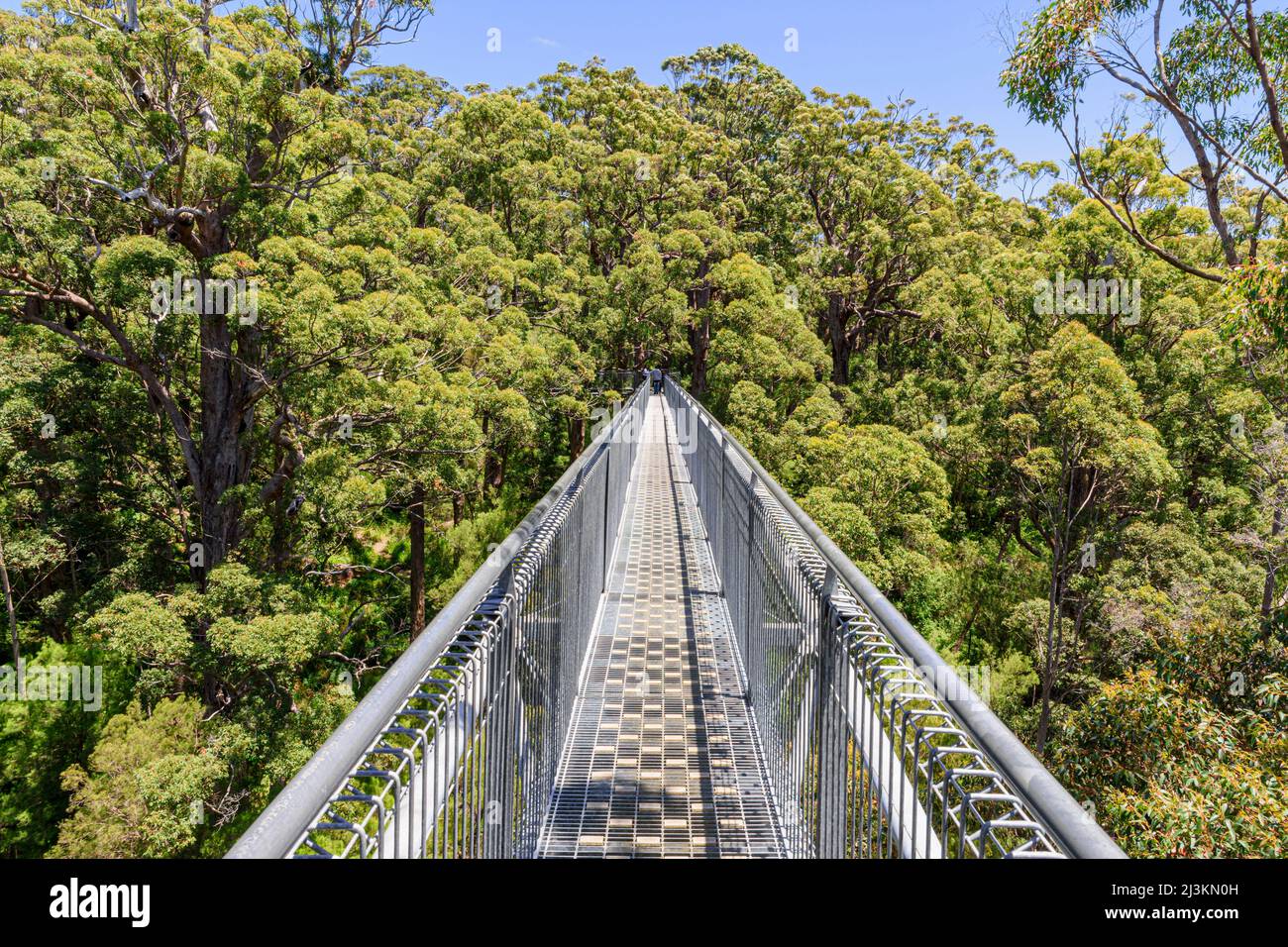 Der Weg zum Valley of the Giants Tree Top Walk führt durch das Red Tingle Forest Canopy, Walpole Nornalup National Park, Western Australia, Australien Stockfoto