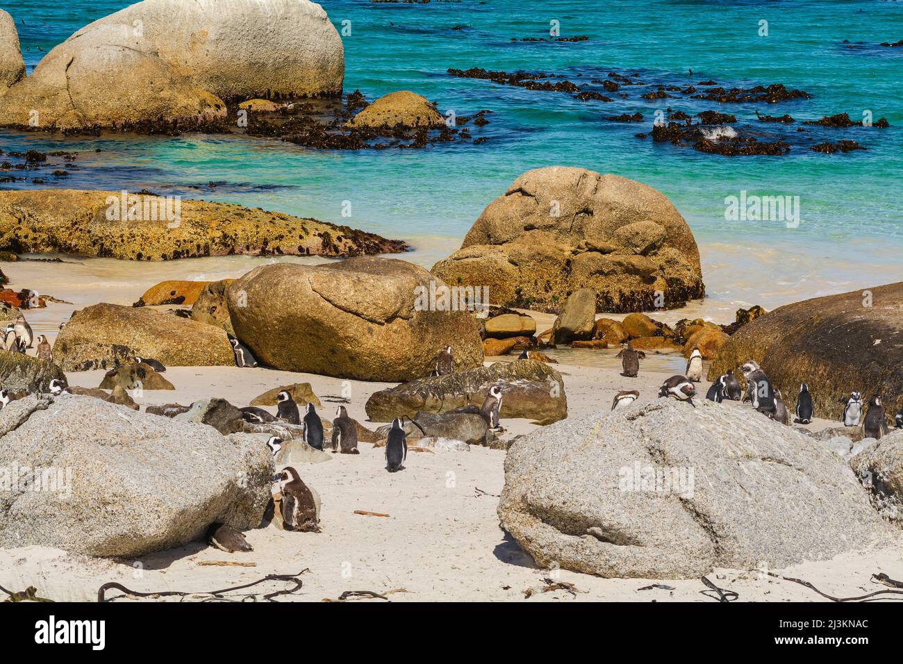 Eine Kolonie südafrikanischer Pinguine (Spheniscus demersus) am Boulders Beach am Rande des Wassers in Simon's Town Stockfoto