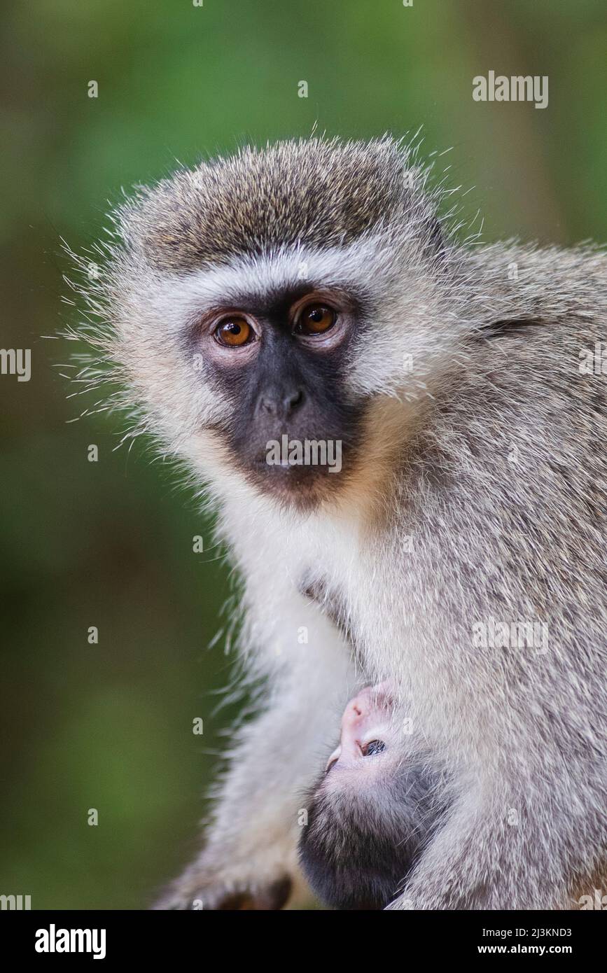 Porträt eines Vervet-Affen (Chlorocebus pygerythrus) mit seinem Baby im Monkeyland Primate Sanctuary in der Nähe von Pletteberg Bay, Südafrika Stockfoto