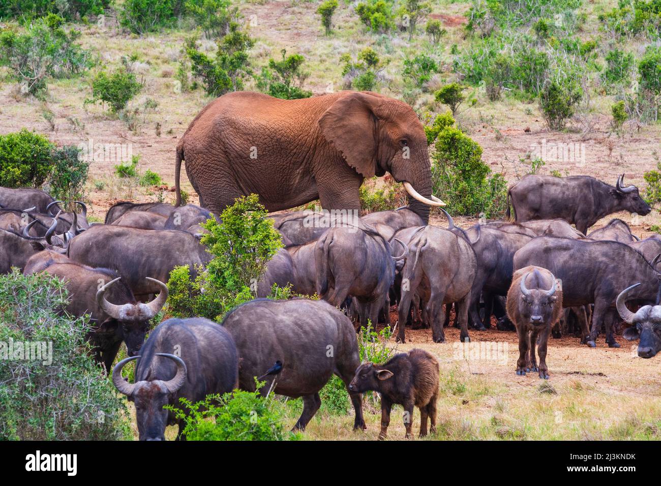 Afrikanischer Elefant (Loxodonta), der auf der Savanne in Addo Elephant National Park durch eine Herde afrikanischer Kapbüffel (Syncerus Caffer Caffer) geht... Stockfoto