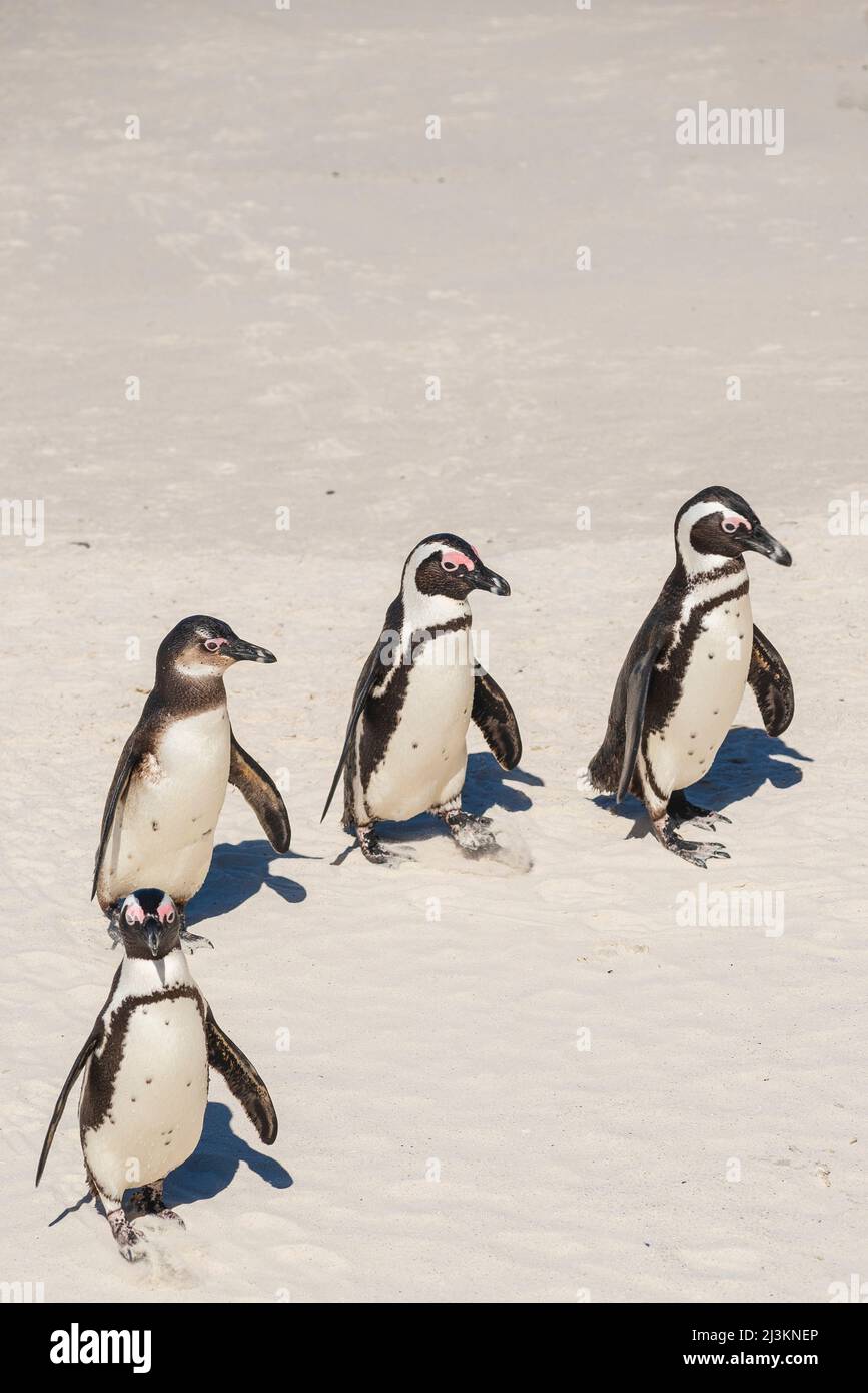 Afrikanische Pinguine (Spheniscus demersus) auf weißem Sand, ein Pinguin schaut auf die Kamera, während die anderen wegschauen, Boulders Beach, Cape PE... Stockfoto