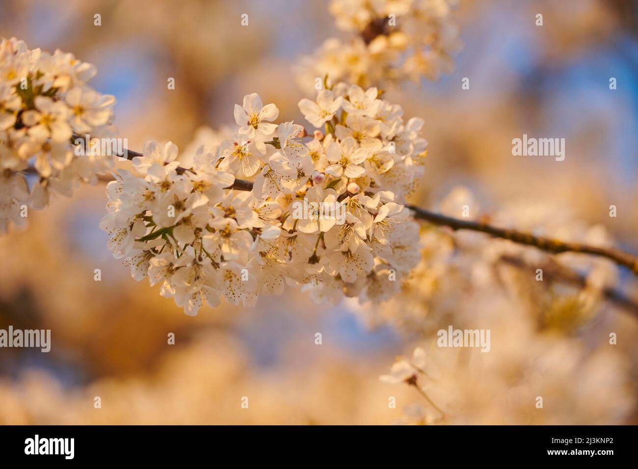 Nahaufnahme von zarten Blütenblüten des Sauerkirschbaums (Prunus cerasus) im Frühjahr; Bayern, Deutschland Stockfoto