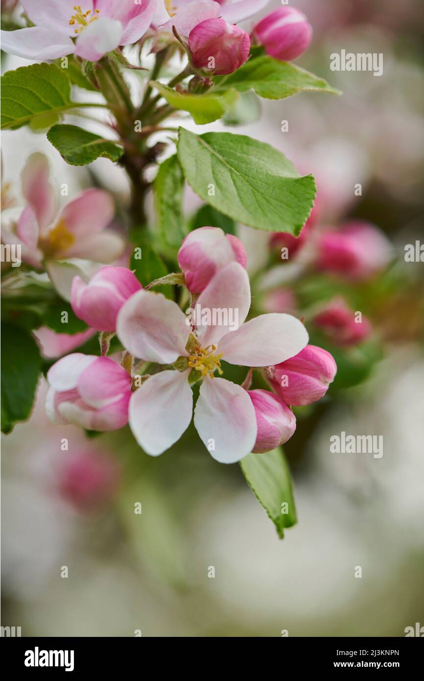 Nahaufnahme von zarten Blüten und Blättern auf einem heimischen Apfelbaum (Malus domestica) im Frühjahr; Bayerischer Wald, Bayern, Deutschland Stockfoto