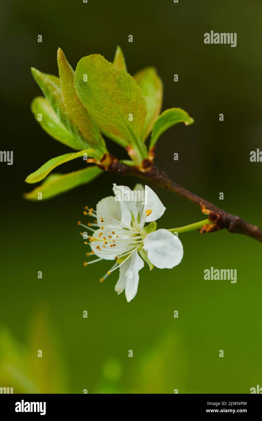Nahaufnahme einer zarten Blütenblüte und Blätter auf einem Pflaumenbaum (Prunus domestica subsp. Domestica) im Frühjahr; Bayern, Deutschland Stockfoto