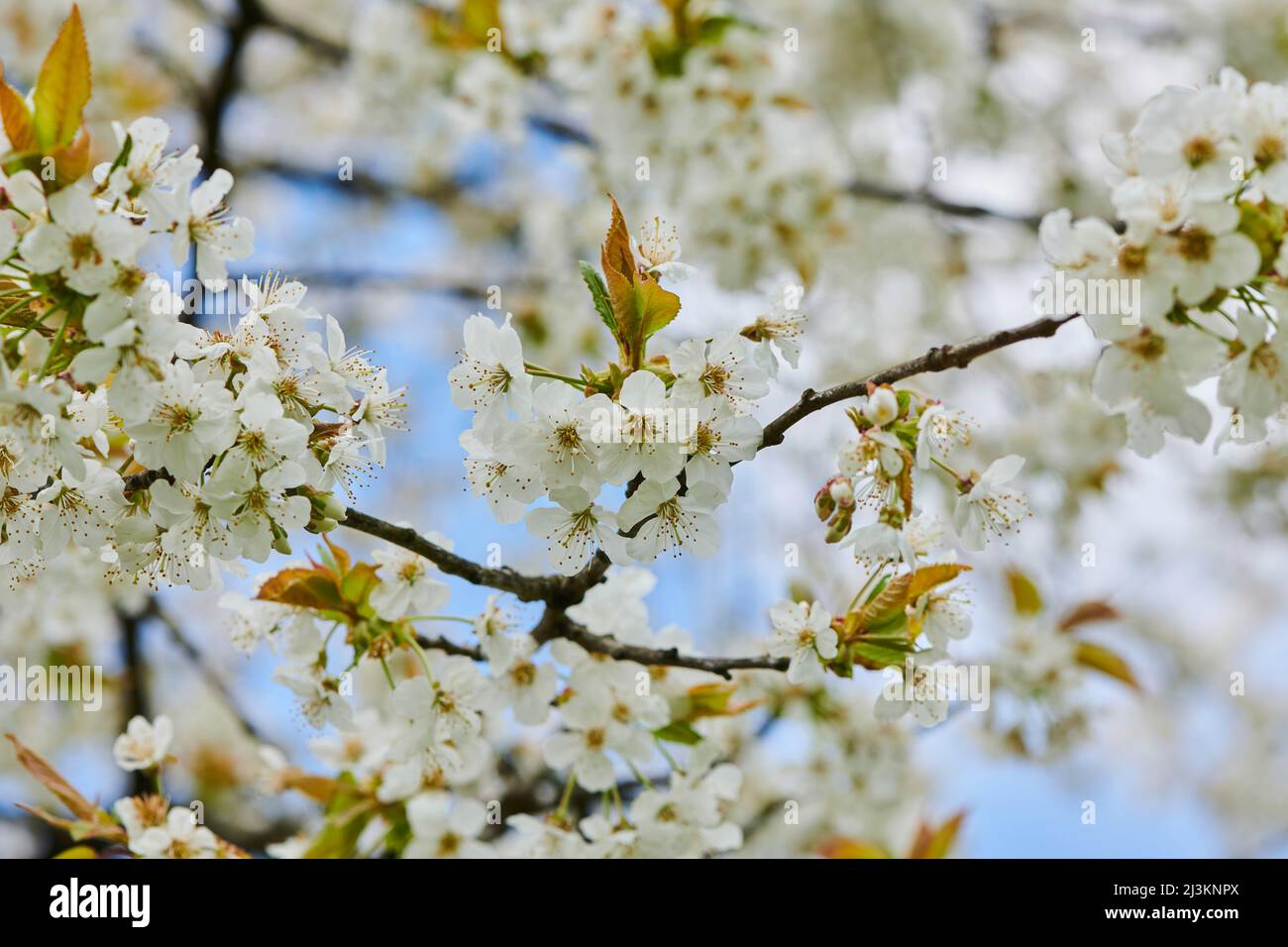 Nahaufnahme von zarten Blütenblüten des Sauerkirschbaums (Prunus cerasus) im Frühjahr; Bayern, Deutschland Stockfoto