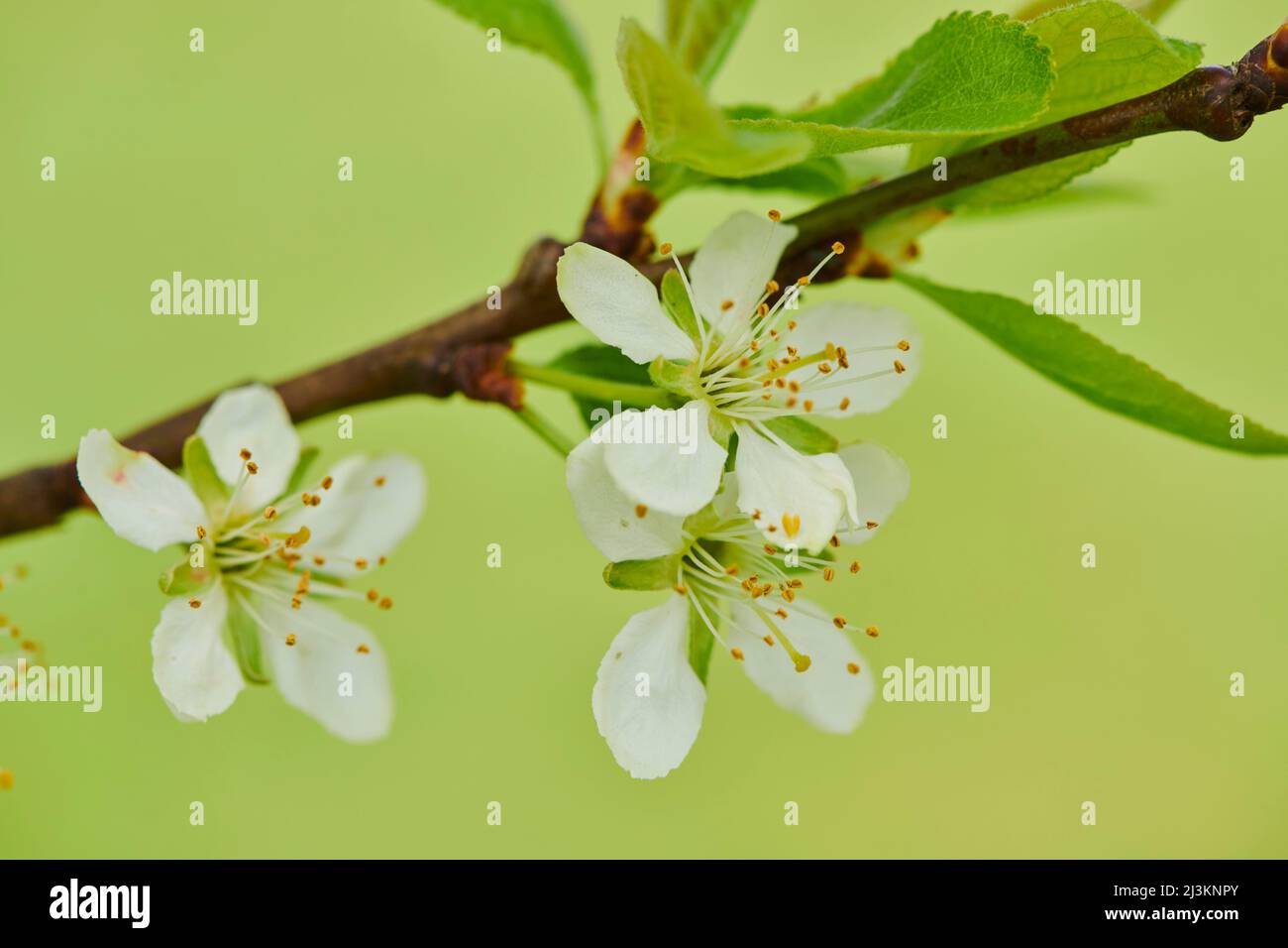 Nahaufnahme von zarten Blütenblüten und Blättern auf einem Pflaumenbaum (Prunus domestica subsp. Domestica) auf hellgrünem Hintergrund im Frühjahr Stockfoto