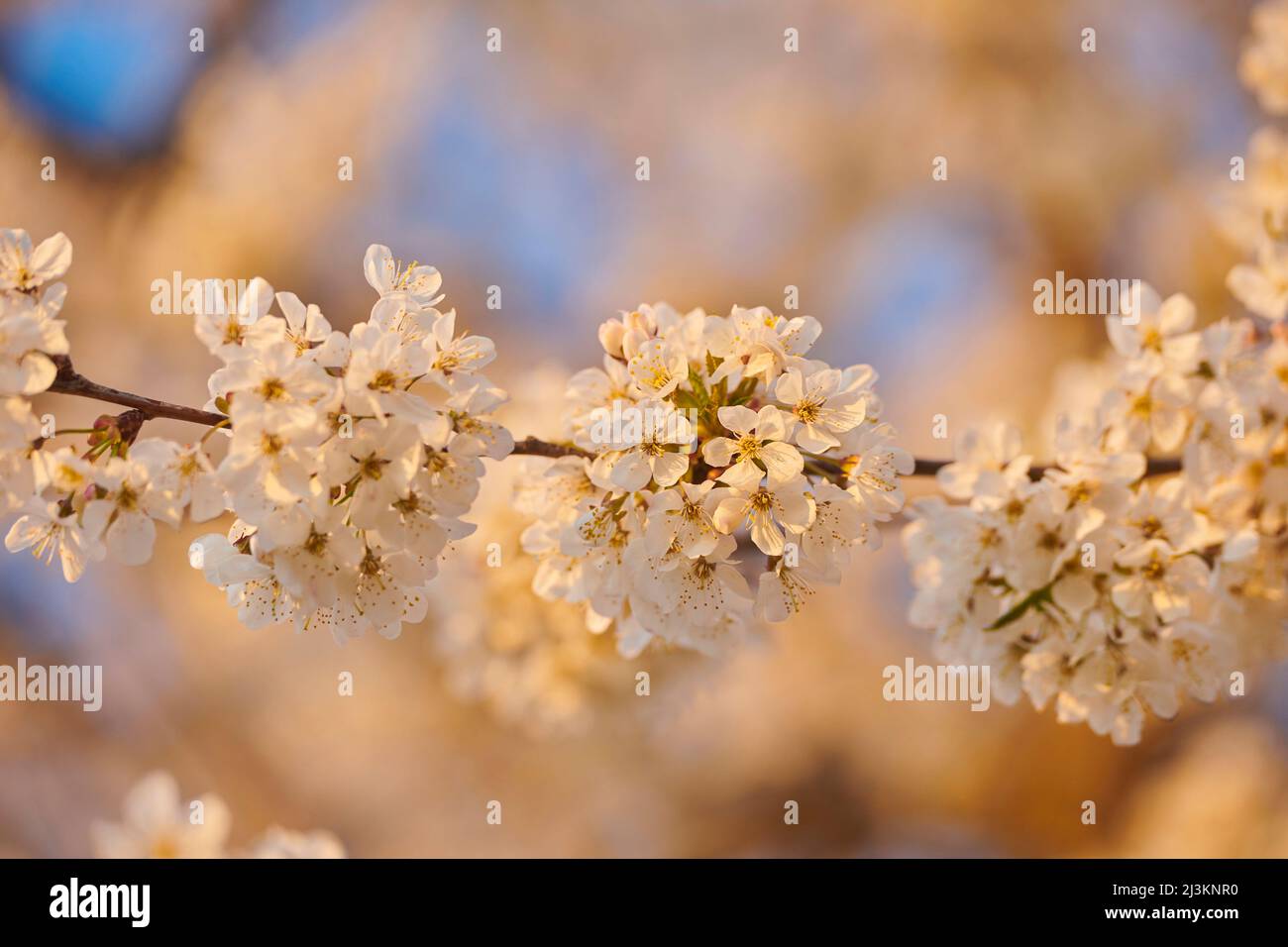 Nahaufnahme von zarten Blütenblüten des Sauerkirschbaums (Prunus cerasus) im Frühjahr; Bayern, Deutschland Stockfoto