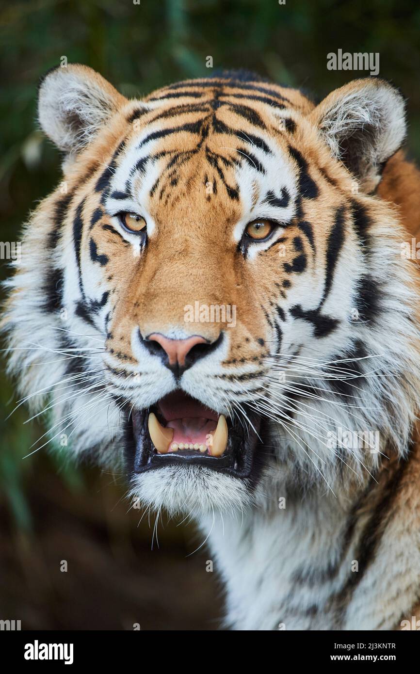 Porträt eines sibirischen Tigers (Panthera tigris tigris); Bayern, Deutschland Stockfoto