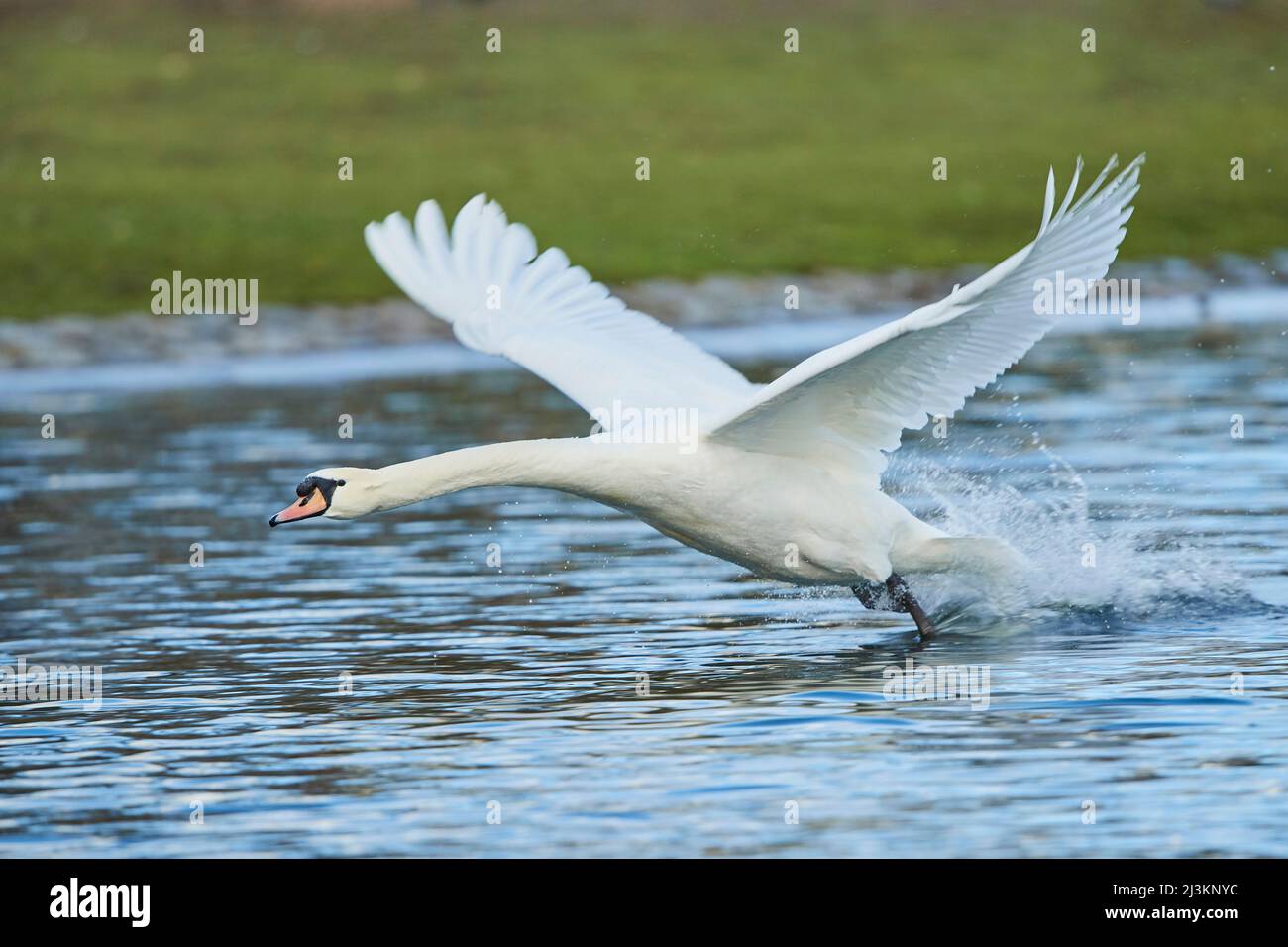 Porträt eines stumpfen Schwans (Cygnus olor), der auf einem See beginnt; Bayern, Deutschland Stockfoto