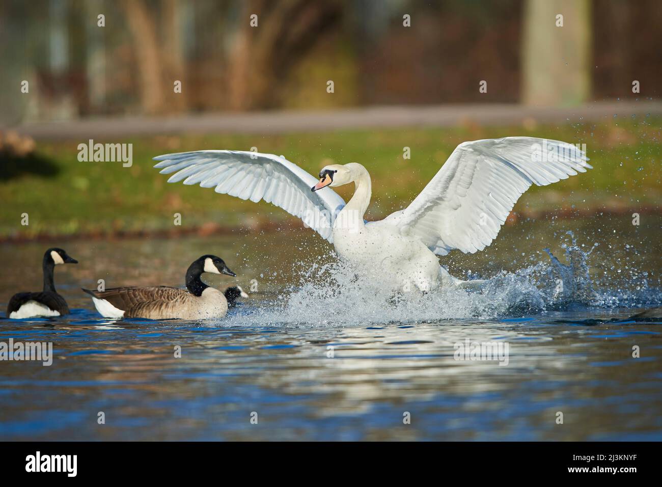 Der mute Schwan (Cygnus olor), der bei der Landung auf einem See mit Kanadagänsen (Branta canadensis) und einer Ente planscht; Bayern, Deutschland Stockfoto