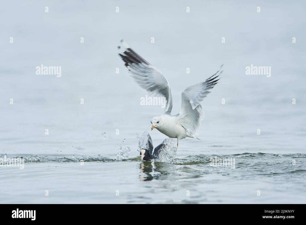Möwe, Möwe oder Meeresmöwe (Larus canus), die Nahrung von einem eurasischen Ruß (Fulica atra) an der Donau raubt Stockfoto