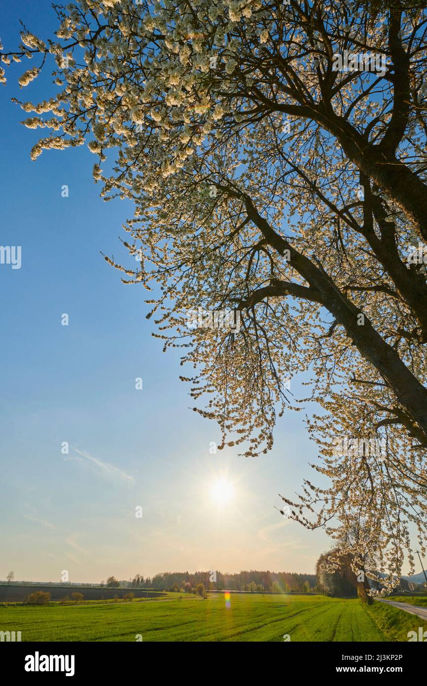 Kirsche, herbe Kirsche oder Zwergkirsche (Prunus cerasus) blühender Baum; Bayern, Deutschland Stockfoto
