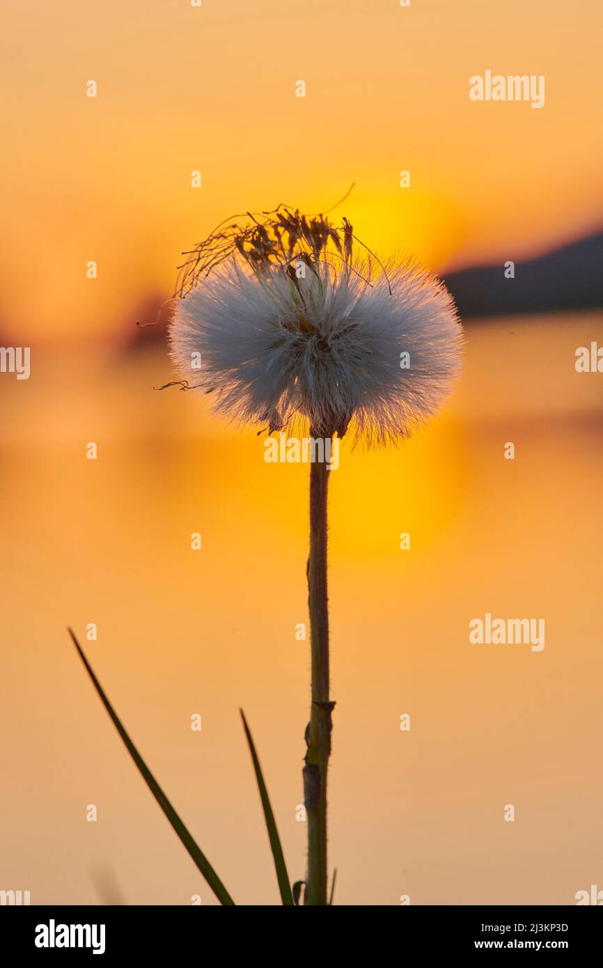 Sämchenkopf (Tussilago fara) gegen einen Sonnenuntergangshimmel; Oberpfalz, Bayern, Deutschland Stockfoto