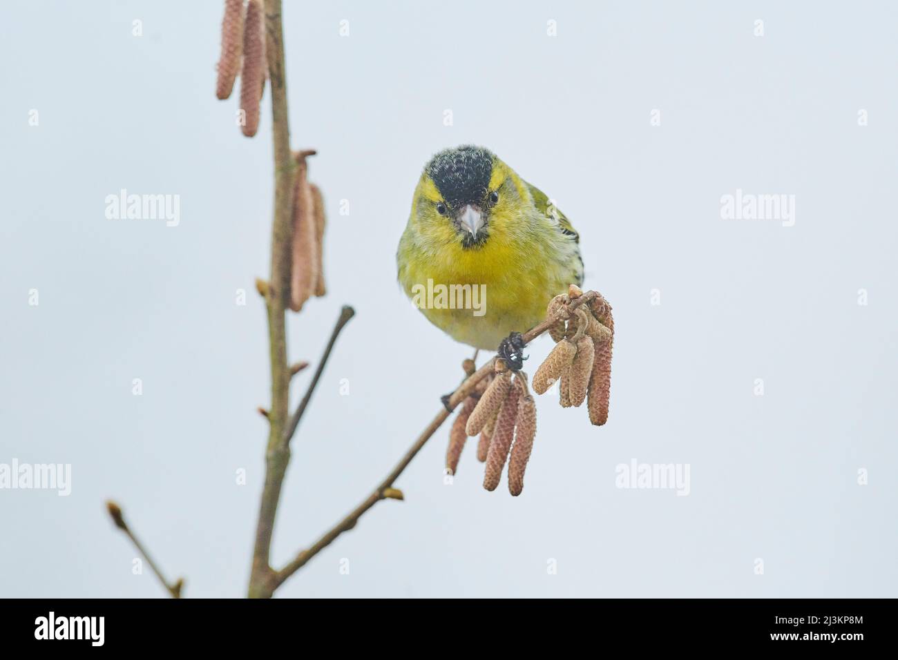 Eurasischer Siskin (Spinus spinus) auf einem Zweig; Bayern, Deutschland Stockfoto