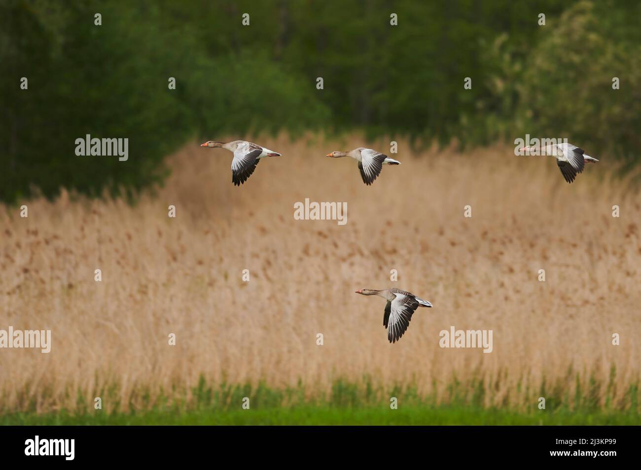 Schar von Graugänsen (Anser anser) im Flug und Vorbereitung auf die Landung in einem See, Bayerischer Wald; Bayern, Deutschland Stockfoto