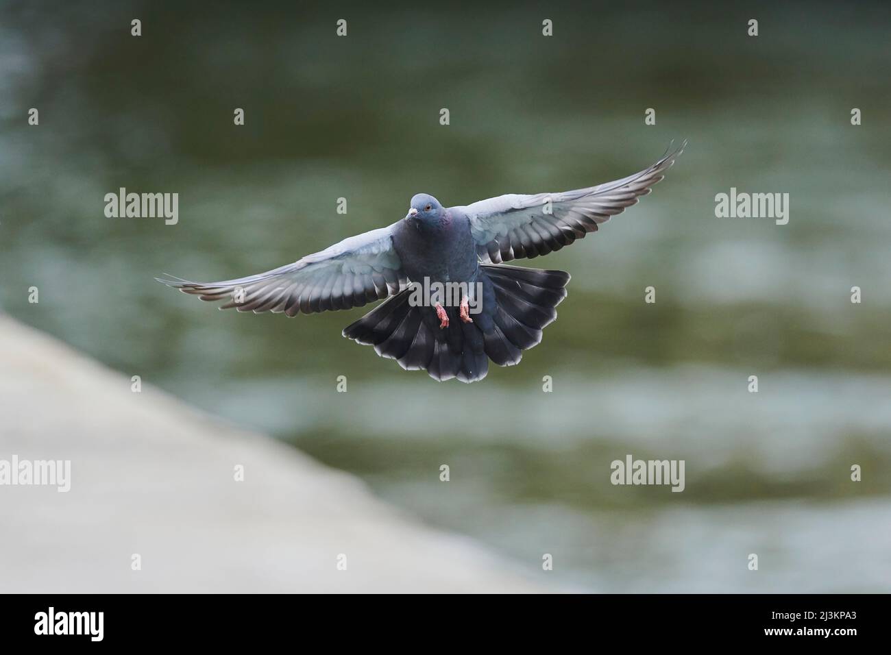 Feral-Taube (Columba livia domestica) auf der Flucht; Regensburg, Oberpfalz, Bayern, Deutschland Stockfoto