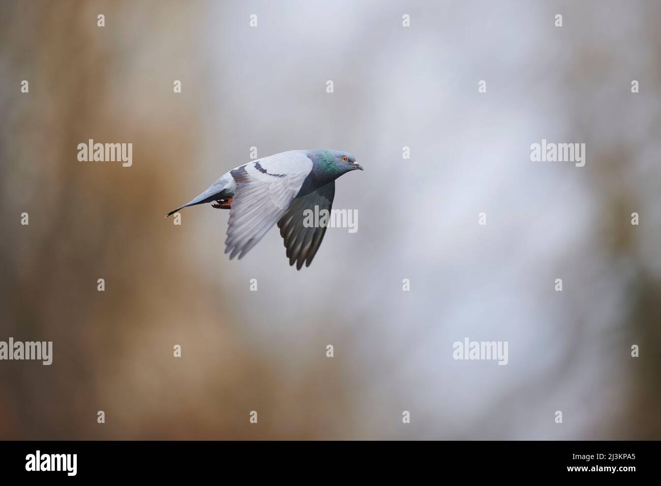 Feral-Taube (Columba livia domestica) im Flug; Regensburg, Oberpfalz, Bayern, Deutschland Stockfoto