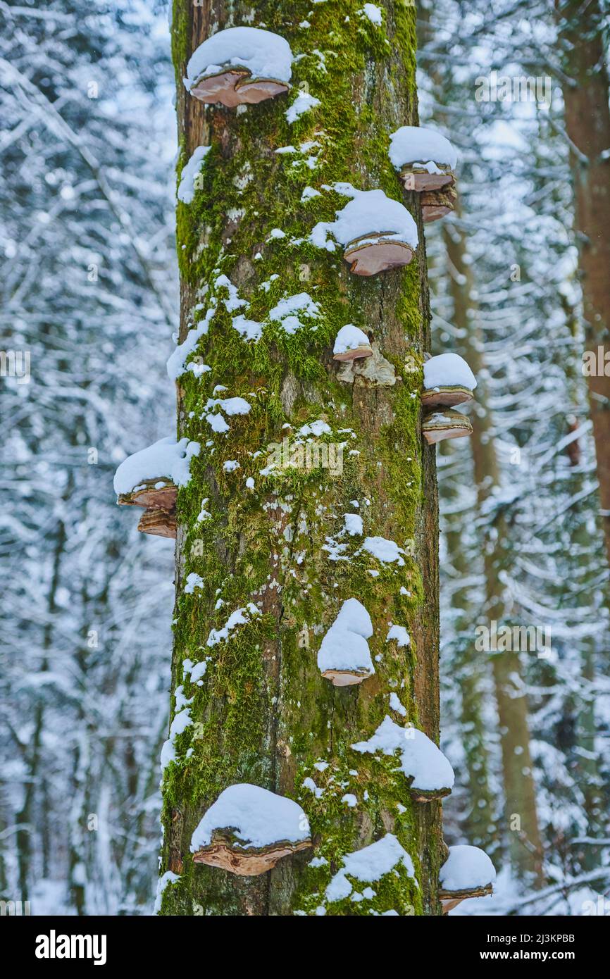 Rotgurtpilz (Fomitopsis pinicola) auf einem moosigen Baumstamm im Höllennaturschutzgebiet im Bayerischen Wald; Oberpfalz, Bayern, Deutschland Stockfoto