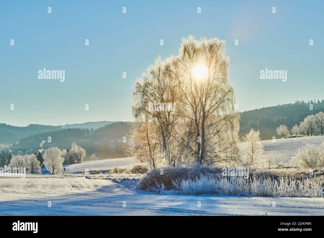 Gefrorene und verschneite Landschaft mit Silberbirke, warzener Birke, europäischer weißer Birke (Betula pendula) bei Sonnenaufgang; Bayern, Deutschland Stockfoto