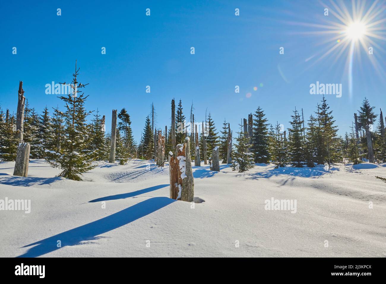 Baumstämme und norwegische Fichten- oder europäische Fichten (Picea abies) an einem hellen Wintertag auf dem Berg Lusen im Bayerischen Wald; Bayern, Deutschland Stockfoto