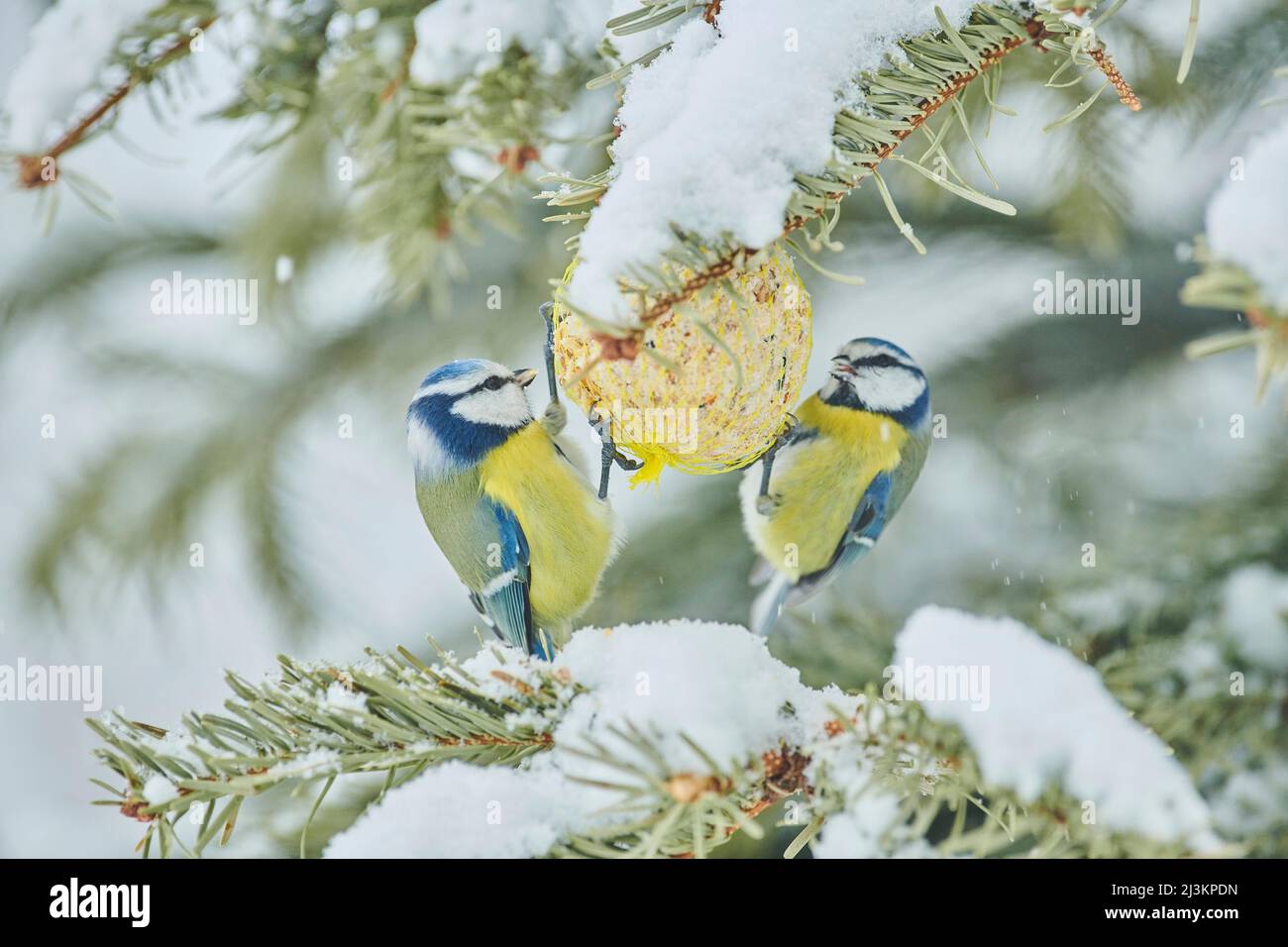 Zwei eurasische Blaumeisen (Cyanistes caeruleus), die sich von einem Suet in einem verschneiten Baum ernähren; Bayern, Deutschland Stockfoto
