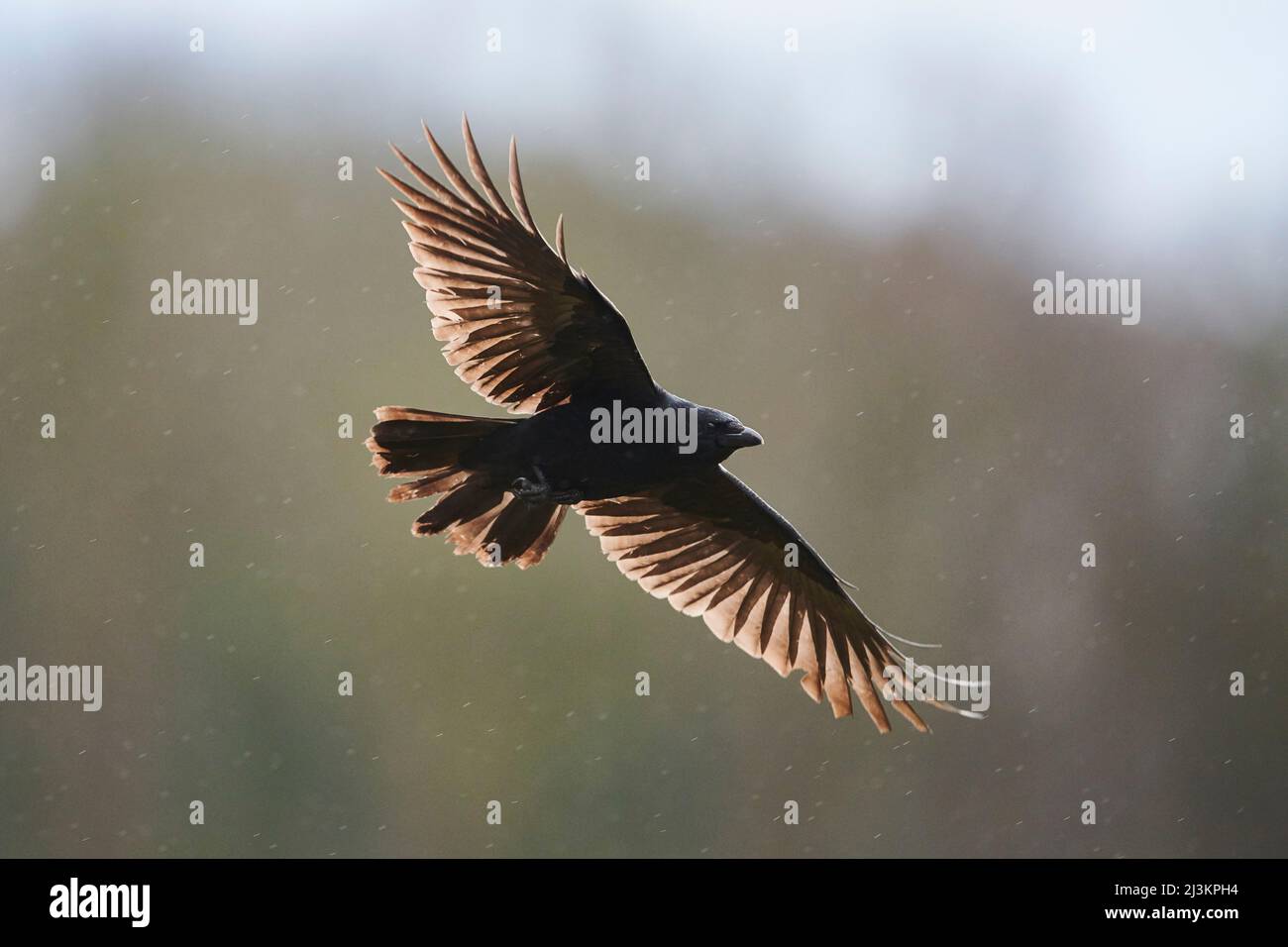 Aaskrähe (Corvus corone) im Flug; Bayern, Deutschland Stockfoto