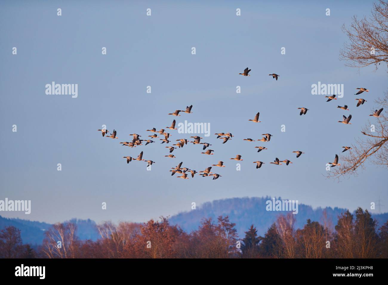 Schar von Graugänsen (Anser anser), die gegen einen klaren blauen Himmel fliegen; Bayern, Deutschland Stockfoto