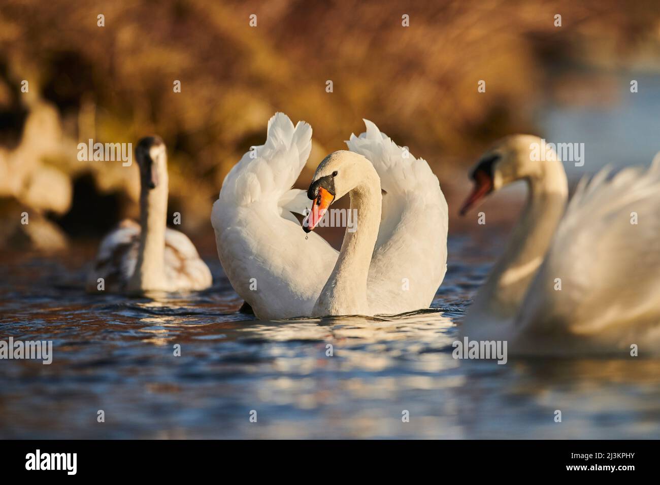 Muter Schwan (Cygnus olor), der an einem sonnigen Tag an der Donau schwimmt; Bayern, Deutschland Stockfoto