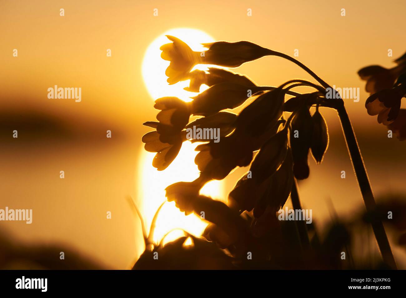 Gemeiner Kuhstrüssling oder Kuhstrüsseln (Primula veris), bei Sonnenuntergang silhouettiert; Bayern, Deutschland Stockfoto