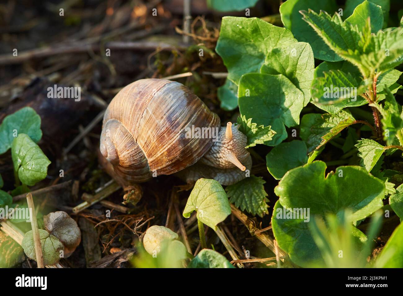 Römische Schnecke oder Burgunder Schnecke (Helix pomatia) in einem Garten; Bayern, Deutschland Stockfoto