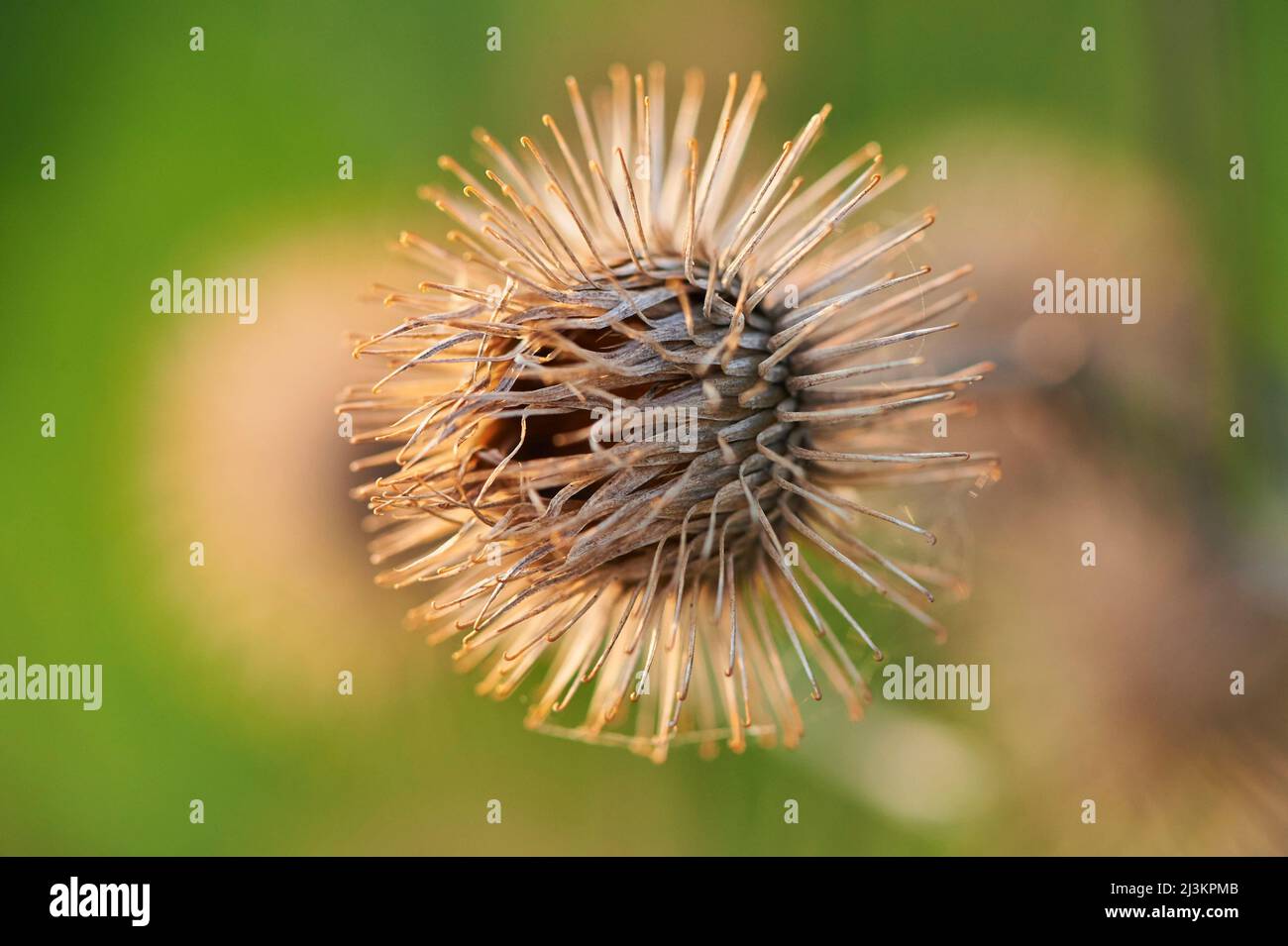 Große Klette, Gobo, essbare Klette, Lappa, Bettelknöpfe, Dorniger Burr oder Happy Major (Arctium lappa) Samen; Oberpfalz, Bayern, Deutschland Stockfoto