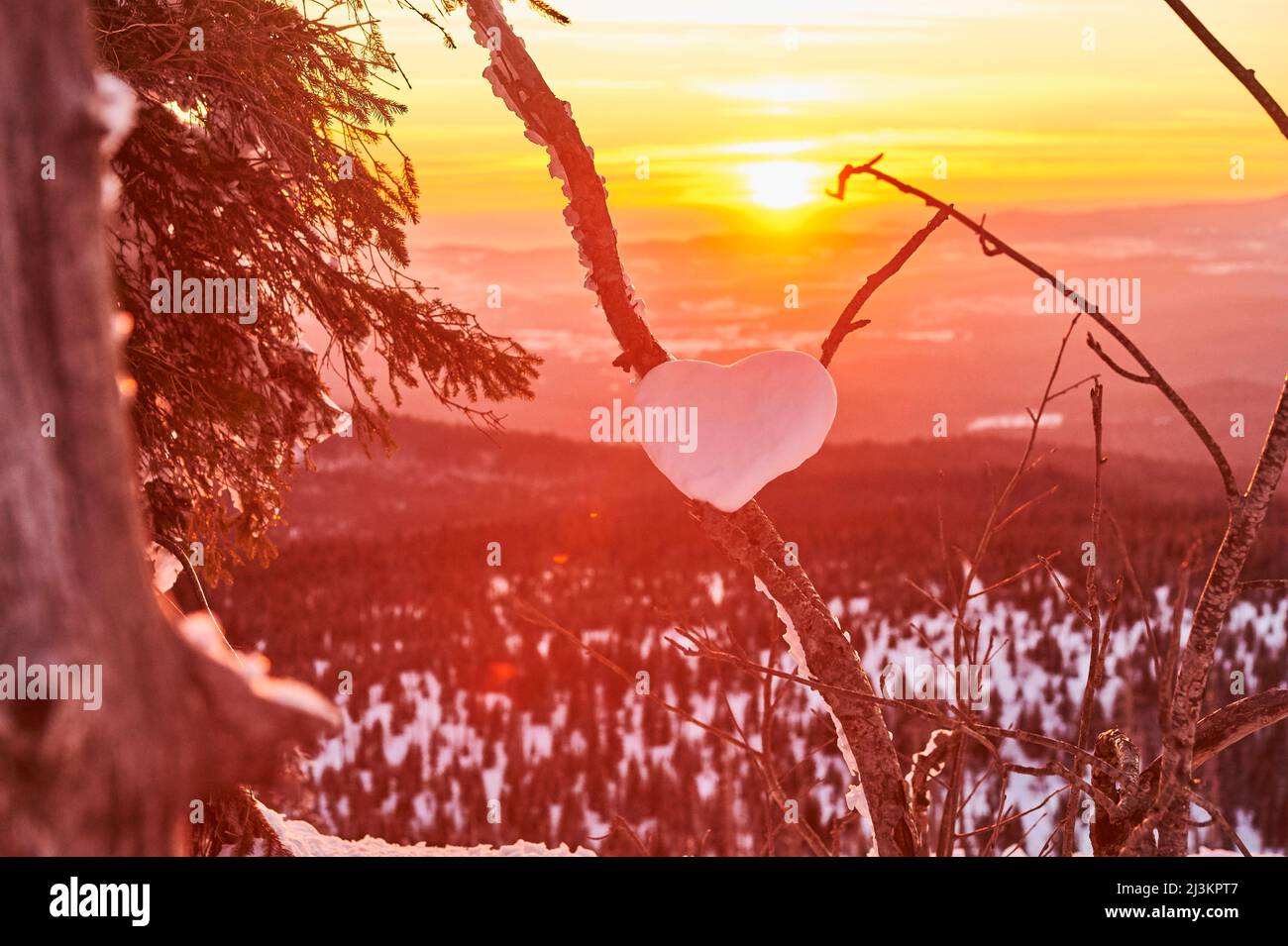 Herzform im Schnee auf einem Ast bei einem golden glühenden Sonnenuntergang auf dem Berg Lusen, Bayerischer Wald; Bayern, Deutschland Stockfoto
