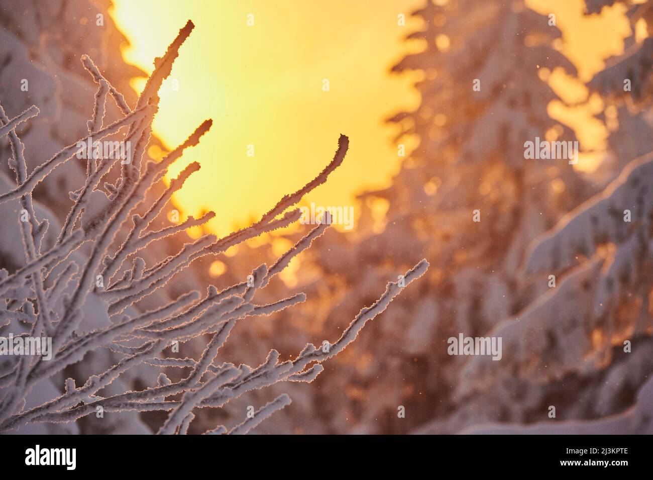 Gefrorener Baum aus Norwegenfichte oder europäischer Fichte (Picea abies) bei Sonnenaufgang auf dem Berg Arber, Bayerischer Wald; Bayern, Deutschland Stockfoto