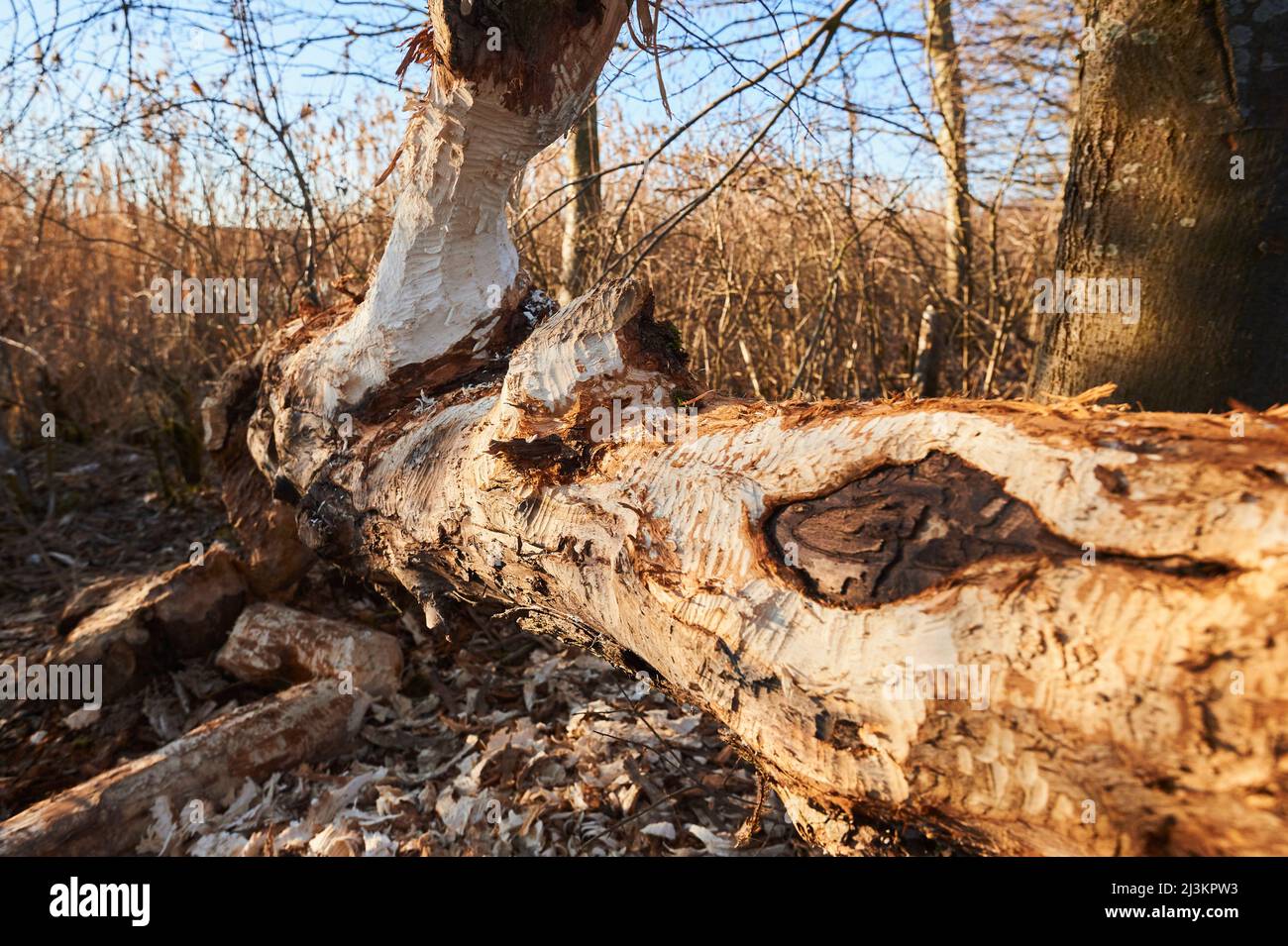 Gefallener Baum mit Bissspuren aus dem Kauen eines eurasischen Bibers (Rizinusfaser); Oberpfalz, Bayern, Deutschland Stockfoto