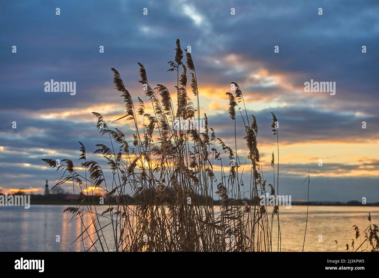 Schilfrohr (Phragmites australis) am Ufer der Donau bei Sonnenuntergang; Bayern, Deutschland Stockfoto