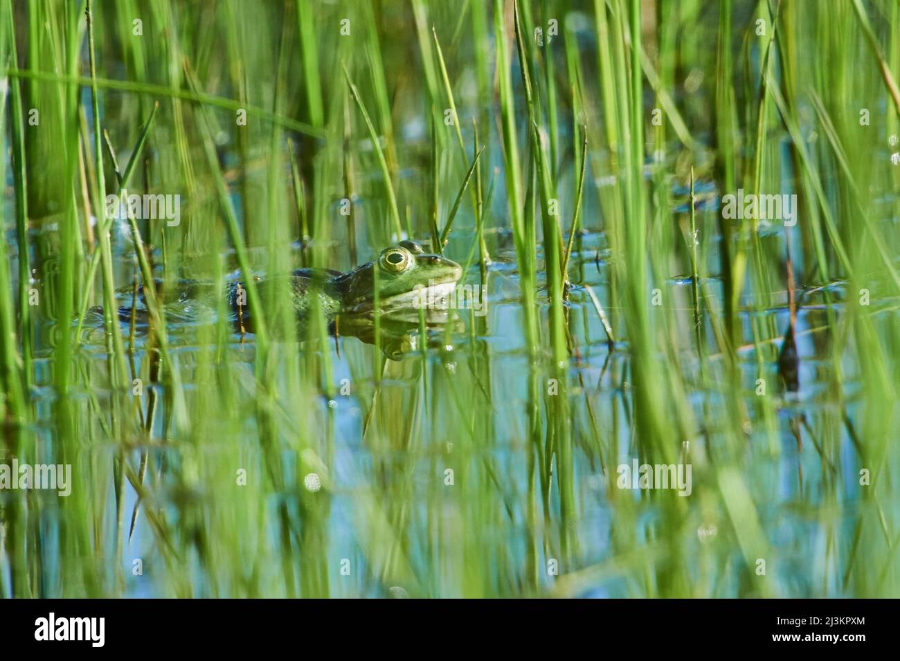 Europäischer gewöhnlicher Frosch (Rana temporaria), versteckt im Wasser unter Gräsern; Bayern, Deutschland Stockfoto