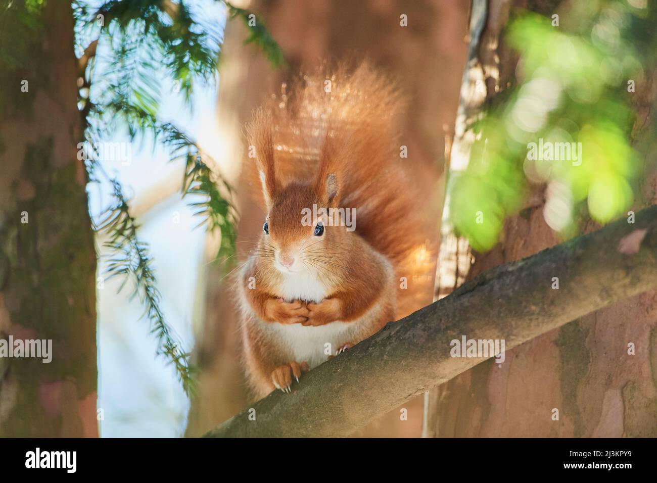 Eurasisches Rothörnchen (Sciurus vulgaris) Porträt; Bayern, Deutschland Stockfoto